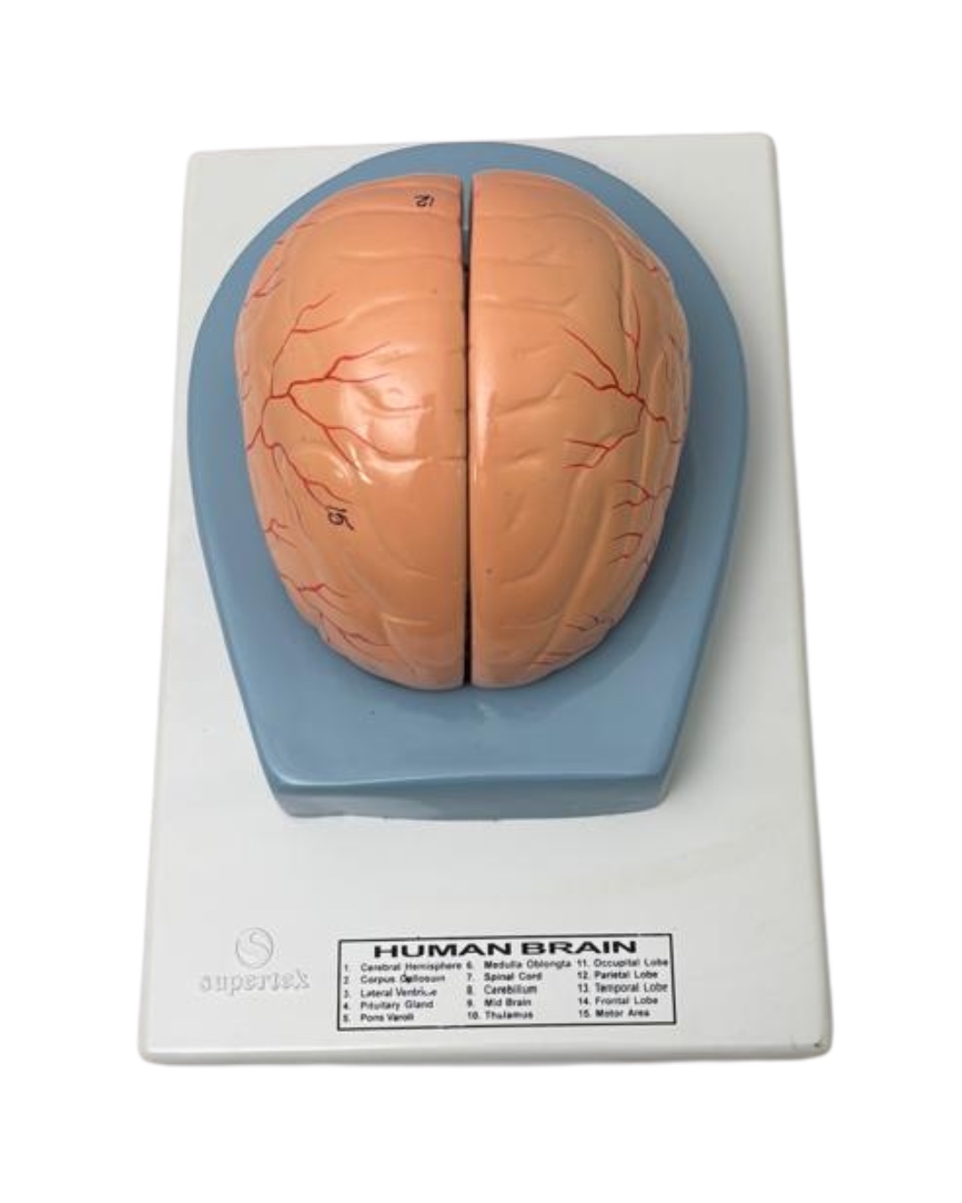 Human Brain Model
