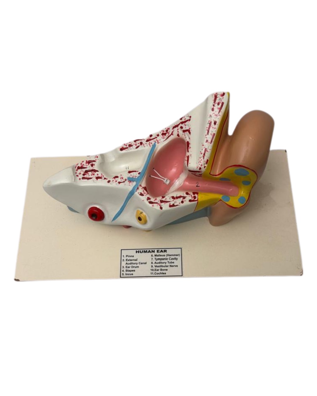 Human Ear Model