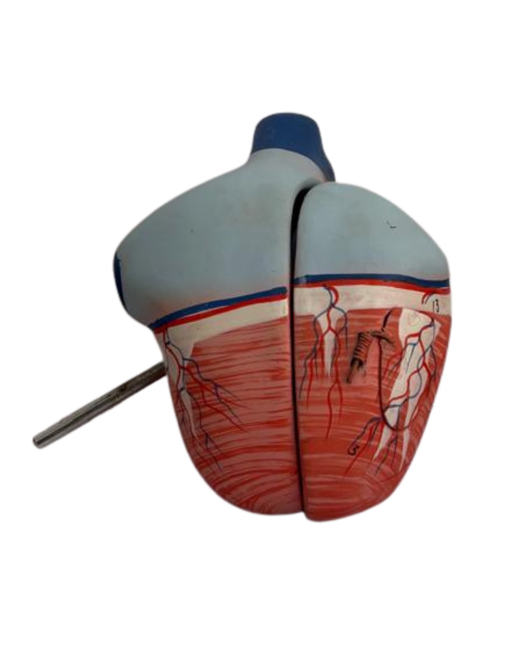 Human Heart Model