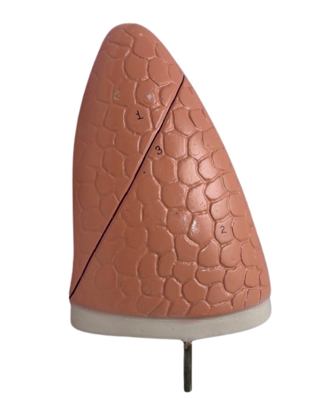 Human Lung Model