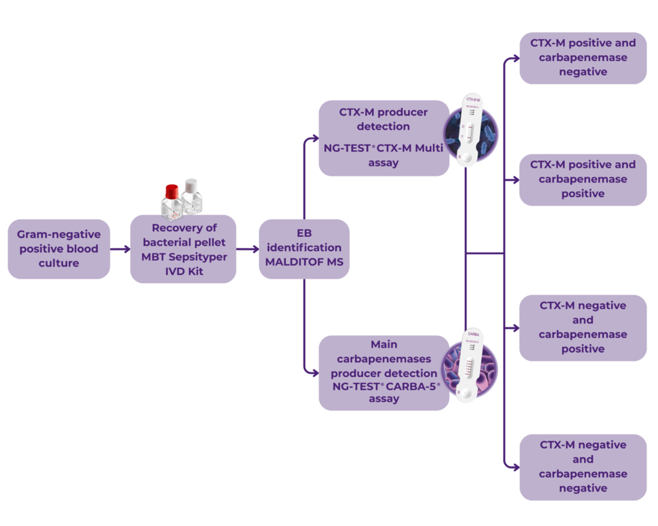 Laboratory pathway from a Gram-negative positive blood culture to carbapenemase detection with NG-TEST CARBA-5