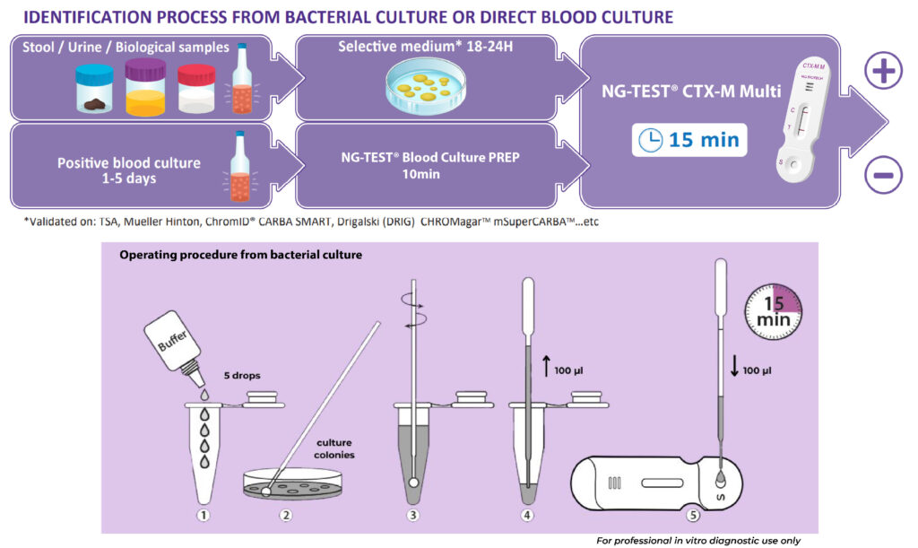 NG-TEST CTX-M Multi workflow from bacterial culture or positive blood culture to result in 15 minutes